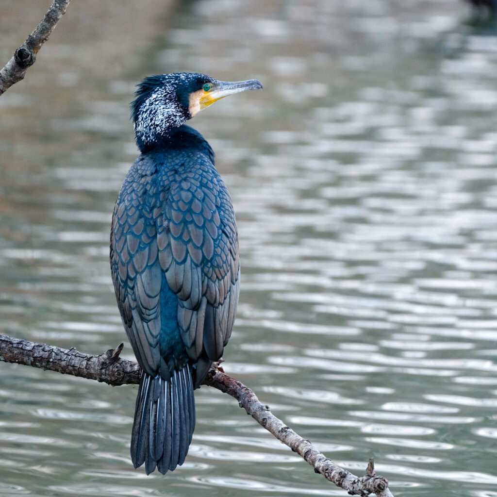 婚姻色のカワウ