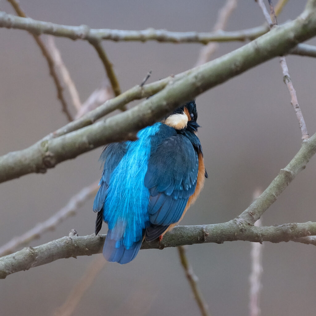 こちらに気づいていないカワセミの写真
