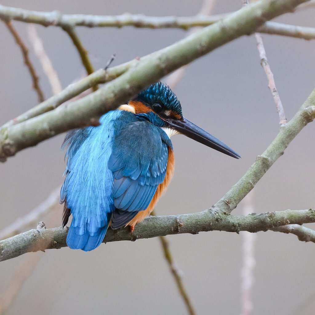 距離約10mのところのカワセミの写真