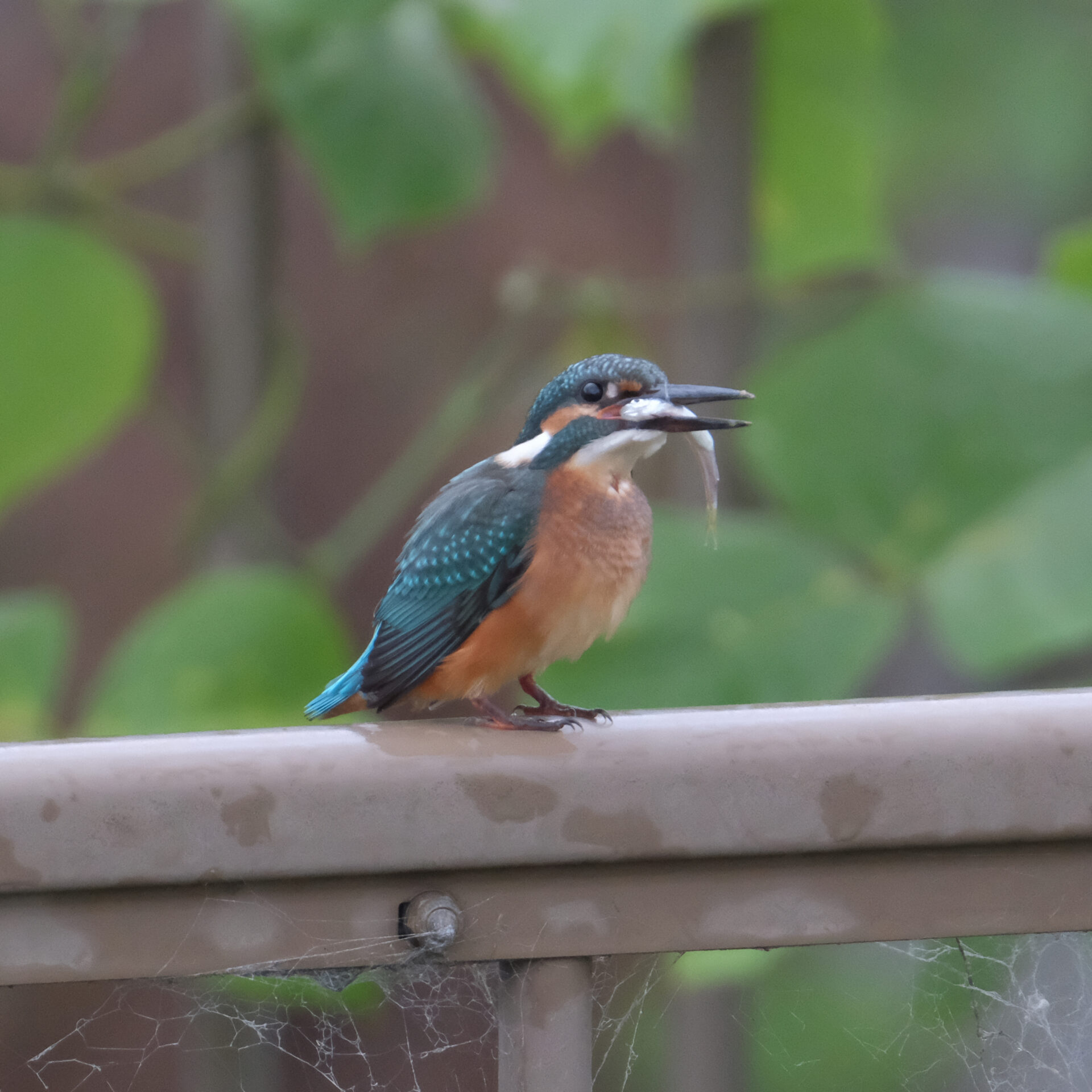 FUJIFILM X-Pro2 + XF100-400mm で撮影したカワセミの写真