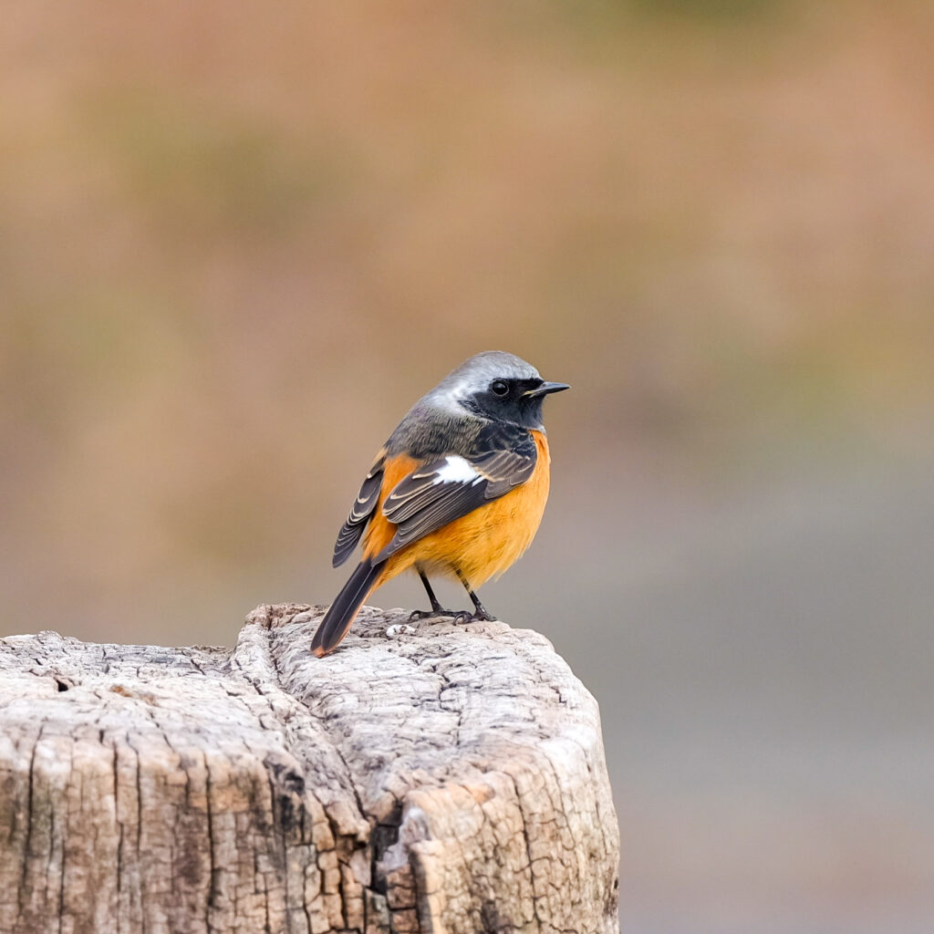 GF500mm F5.6 で撮影したオスのジョウビタキ