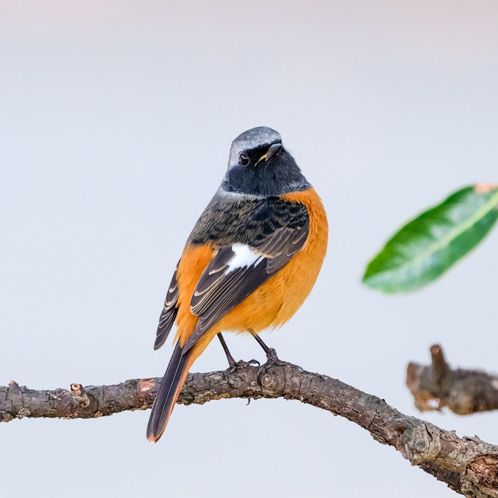 GF500mm F5.6 で撮影したオスのジョウビタキ