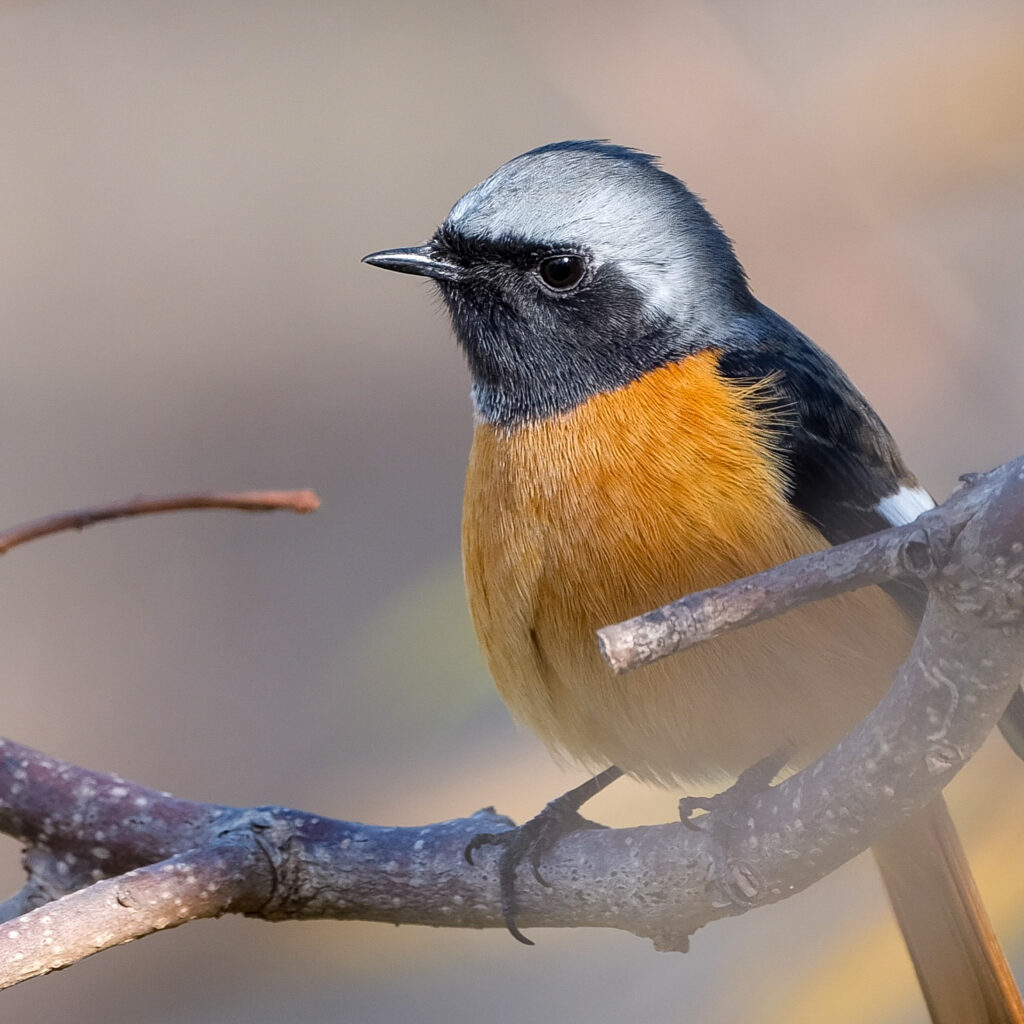 GF500mm F5.6 で撮影したオスのジョウビタキ