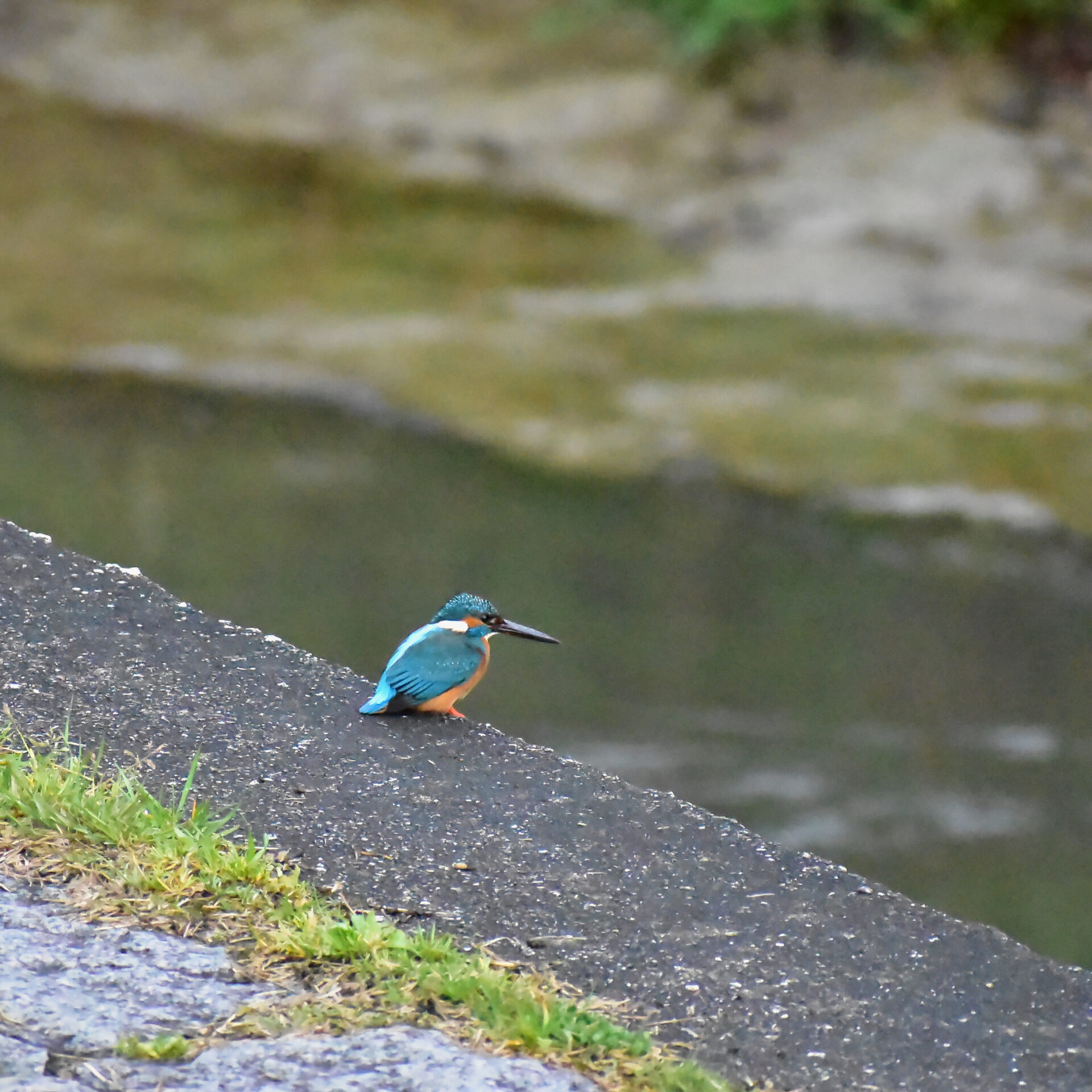 初めて撮影したカワセミの写真