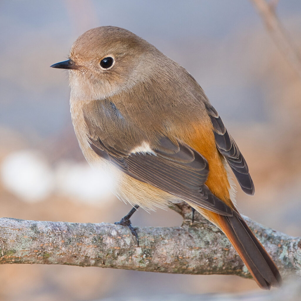 GF500mm F5.6 で撮影したメスのジョウビタキ