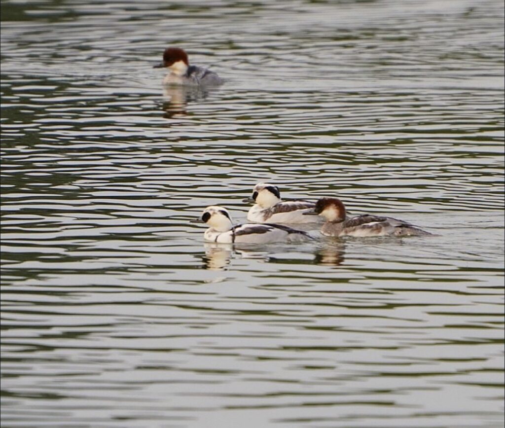 公園で撮影したミコアイサ