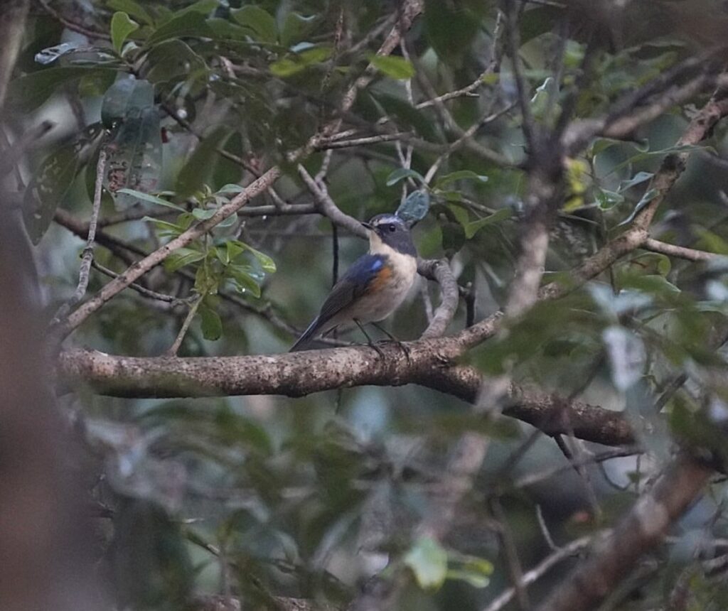 公園で撮影したルリビタキのオス