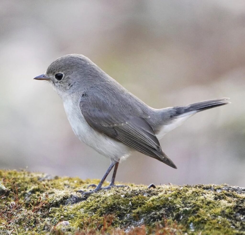 公園で撮影したオジロビタキ
