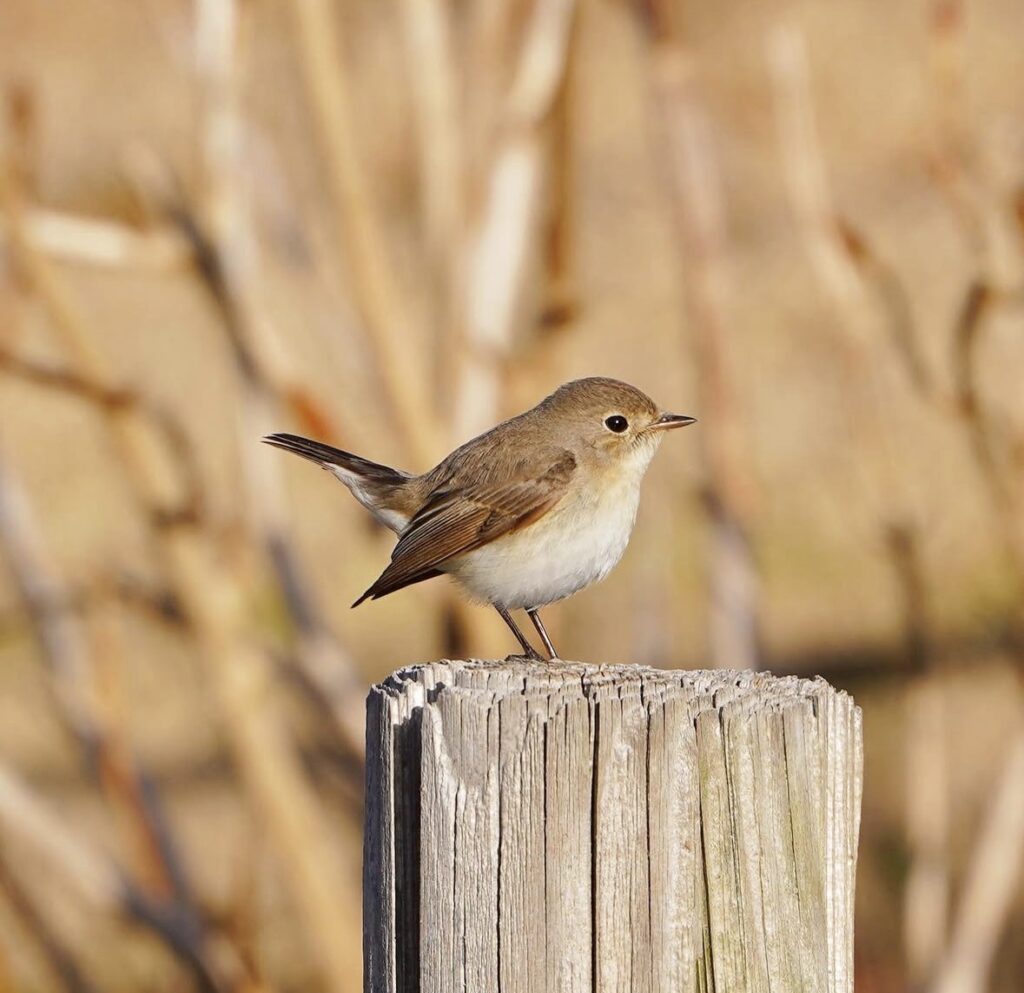 公園で撮影したオジロビタキ