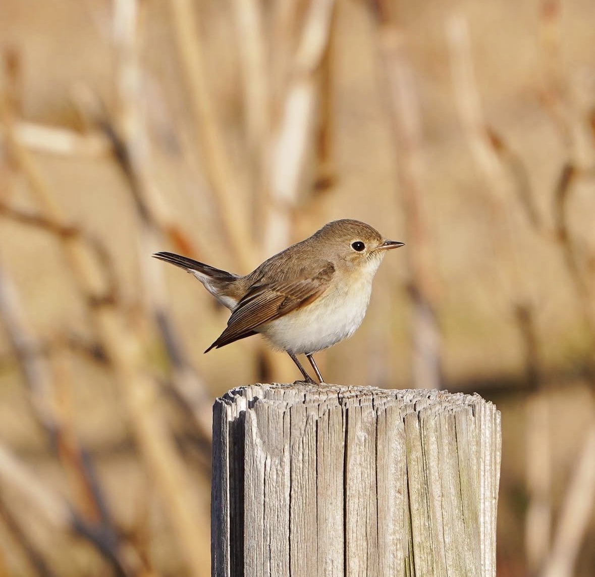 冬の野鳥5選!見つけるポイントと撮影のコツ