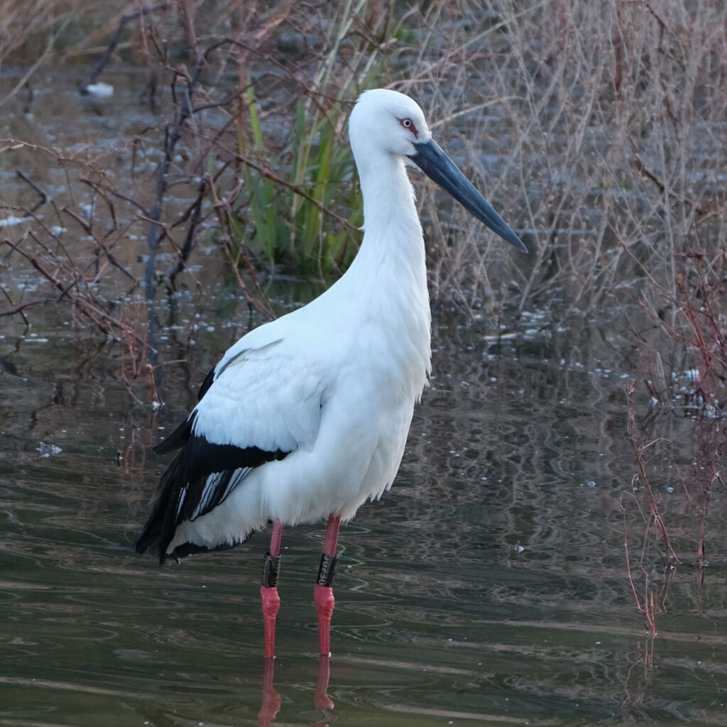 筆者が撮影したコウノトリ