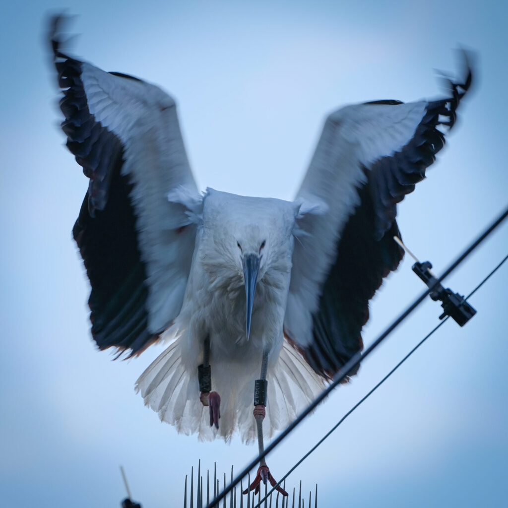 電柱に止まろうとするコウノトリ