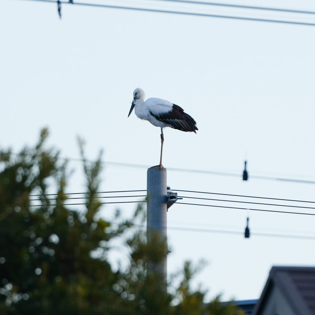 電柱に止まるコウノトリ