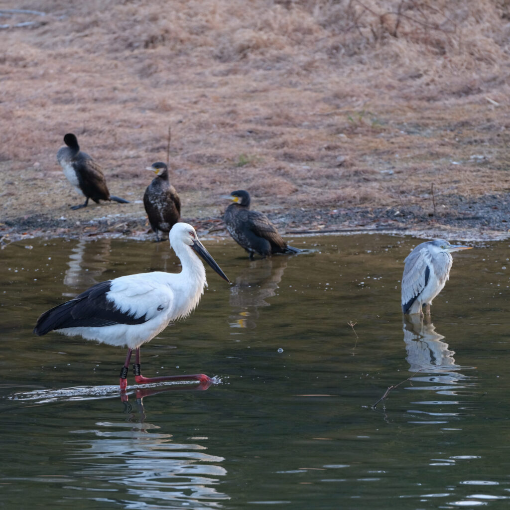 アオサギとカワウとコウノトリ