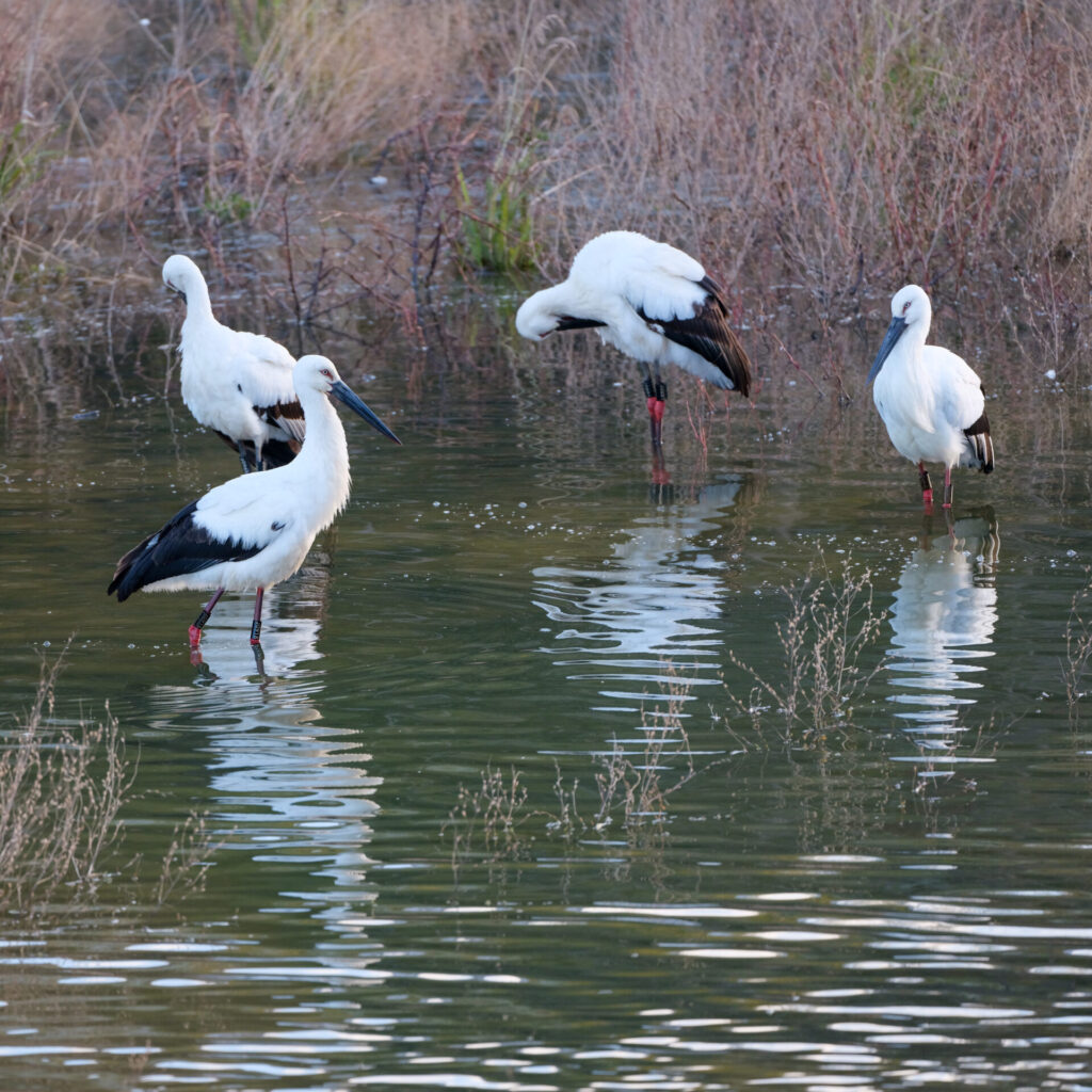 筆者が撮影したコウノトリの群れ