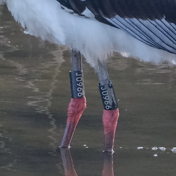 コウノトリの足環