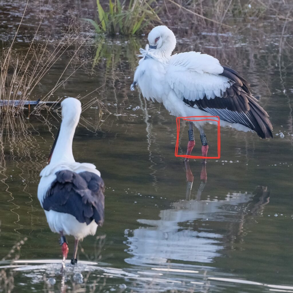 足環が確認できるコウノトリ