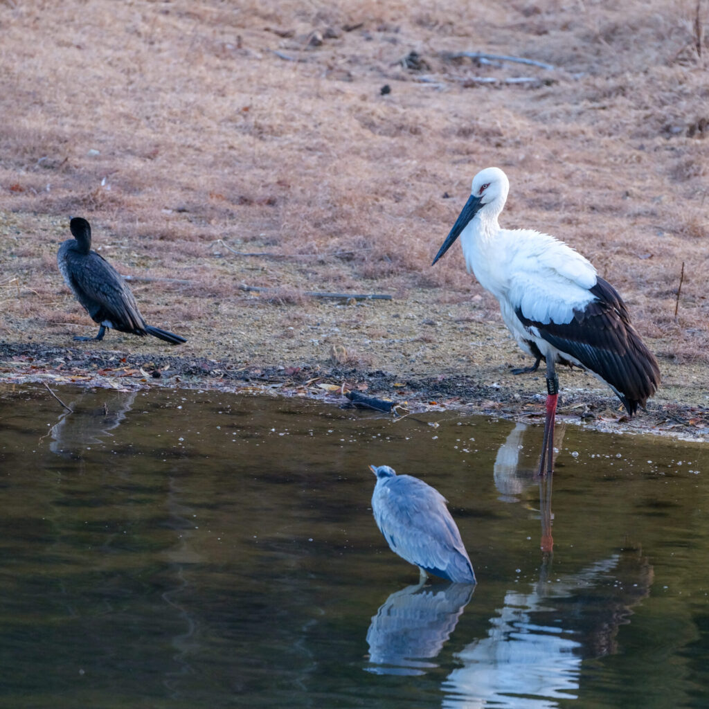 アオサギとカワウとコウノトリ