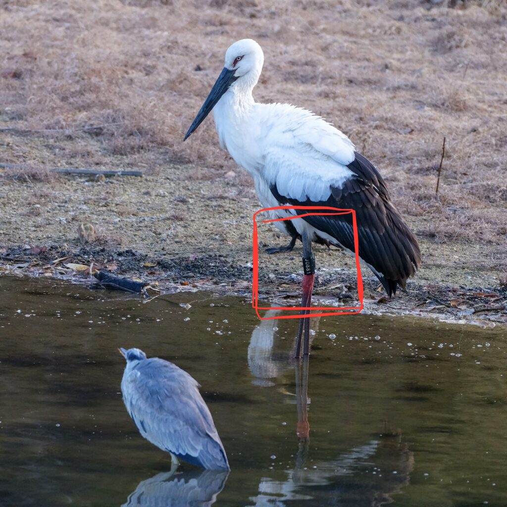 足環が確認できるコウノトリ