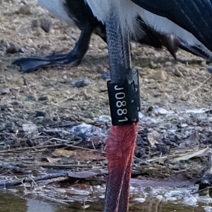 コウノトリの足環