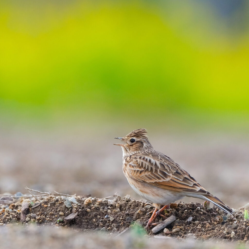 菜の花畑を背景にしたヒバリの写真