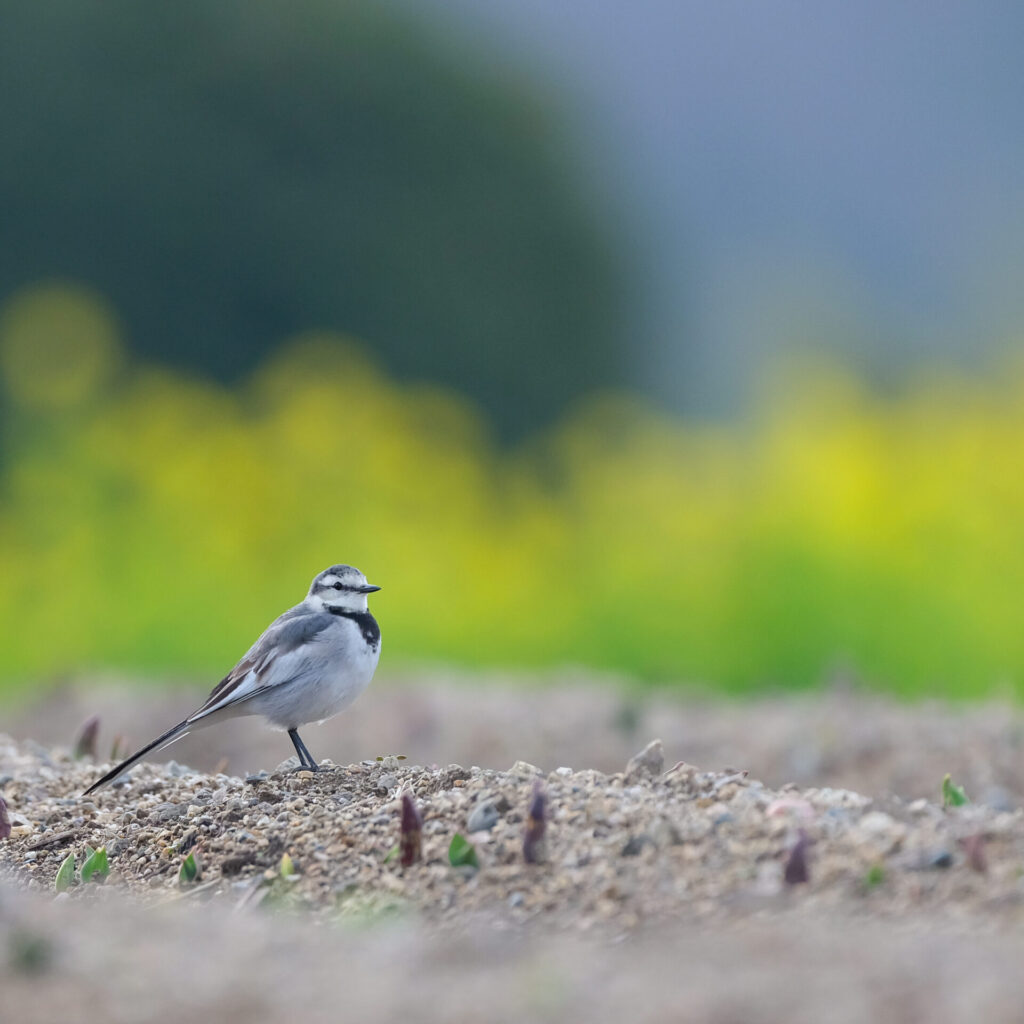 菜の花畑を背景にしたハクセキレイの写真