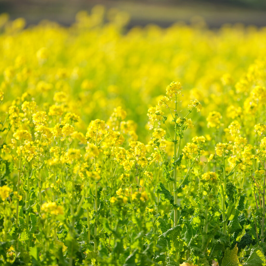 菜の花畑