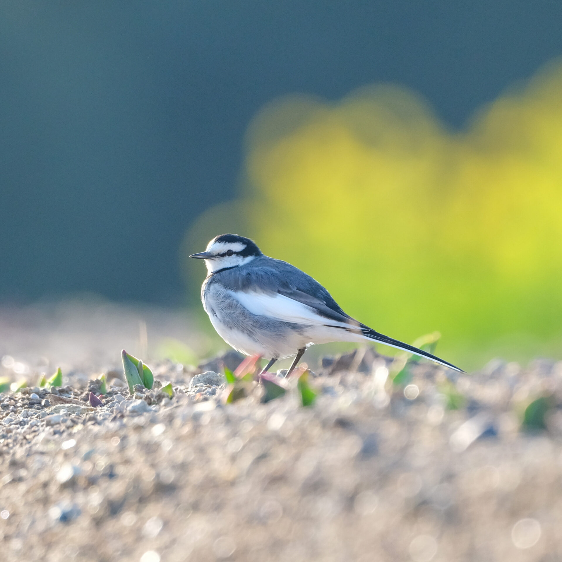 野鳥写真で前景と背景を活かす撮影テクニック