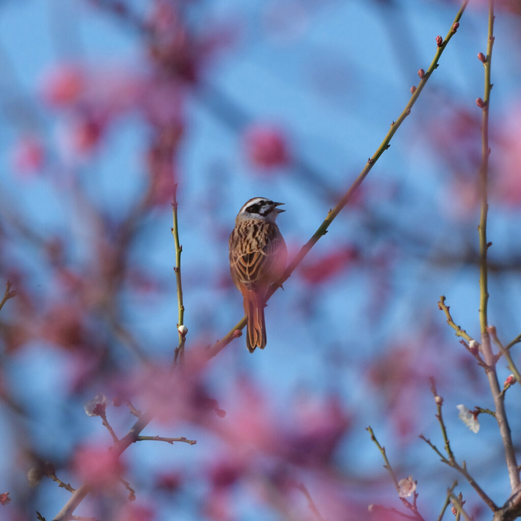 前景に梅の花を置いたホオジロの写真