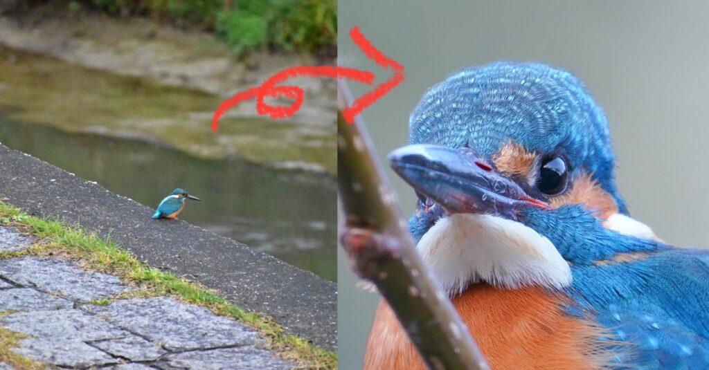 カワセミ写真の比較