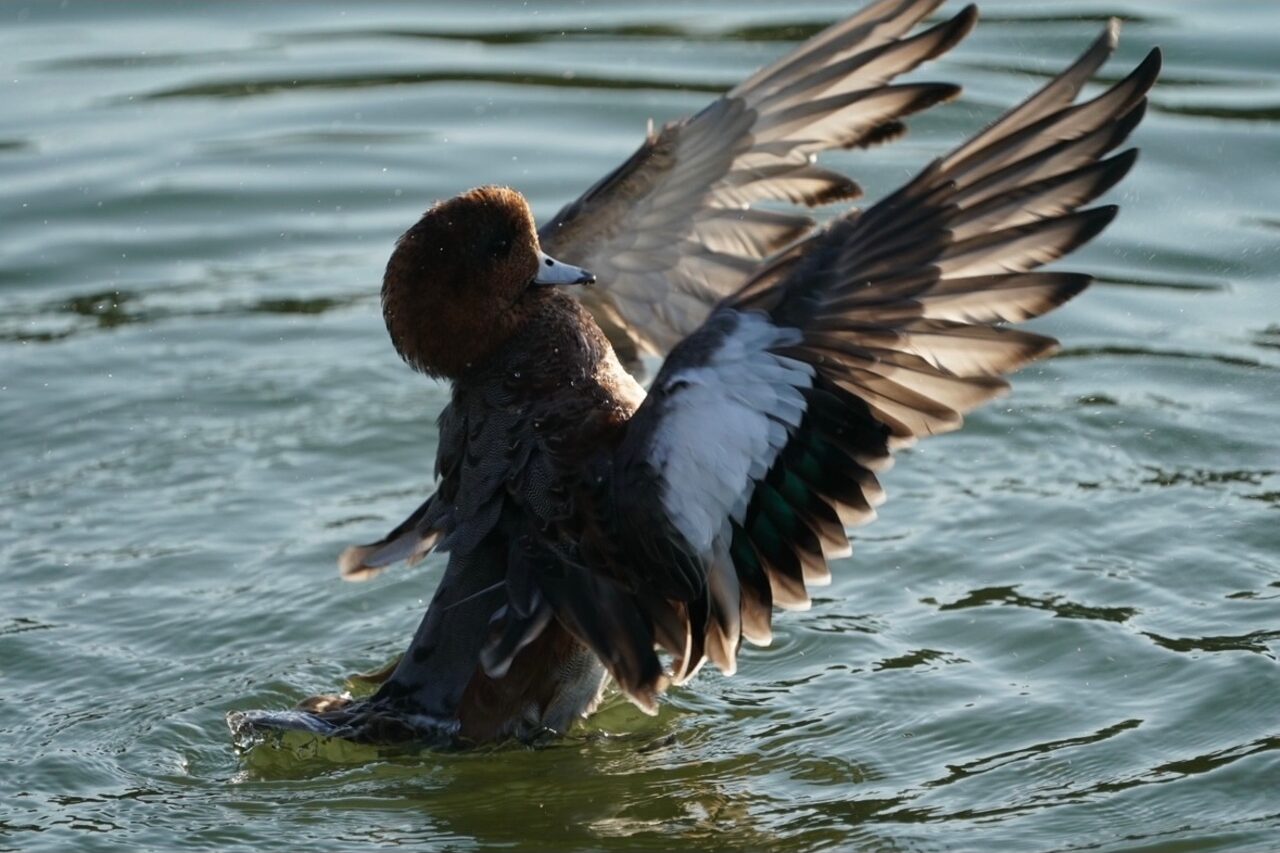 日中の強い光を活かしたヒドリガモの写真
