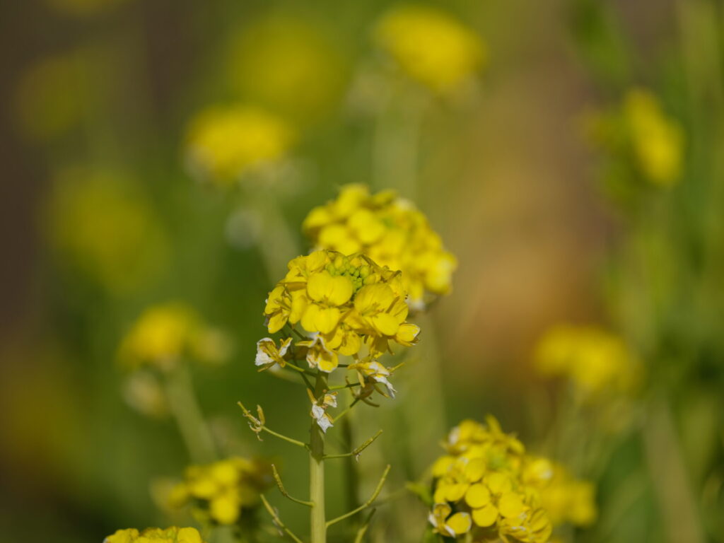 F5.6で撮影した菜の花(GF500mm)