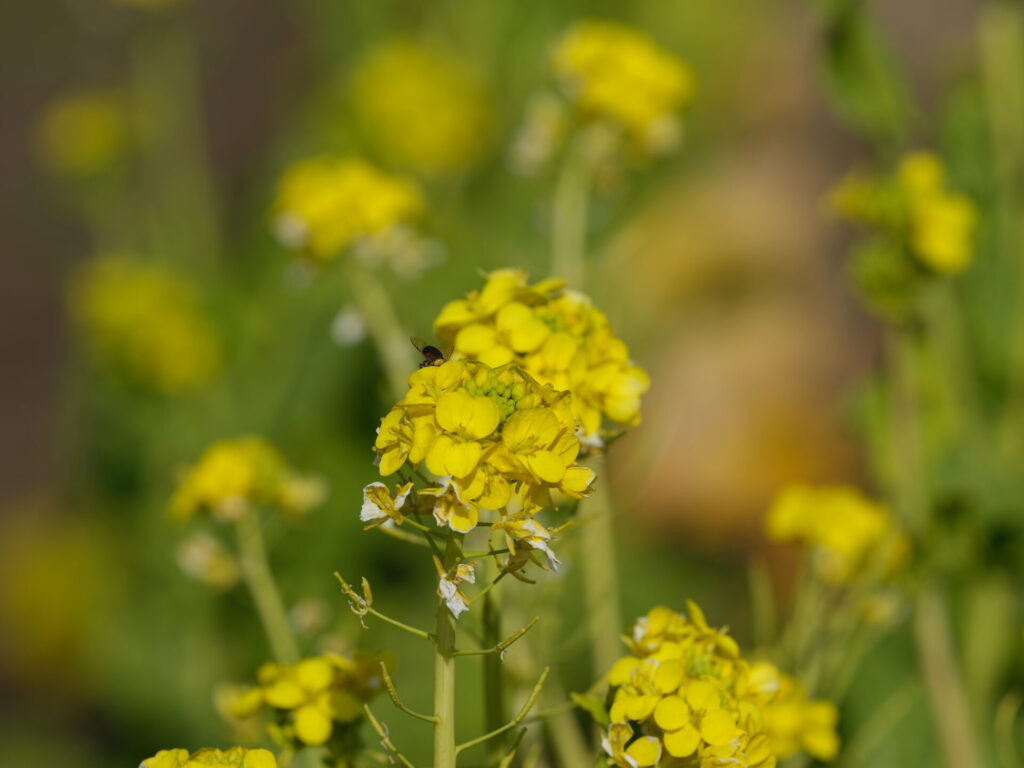F11で撮影した菜の花(GF500mm)