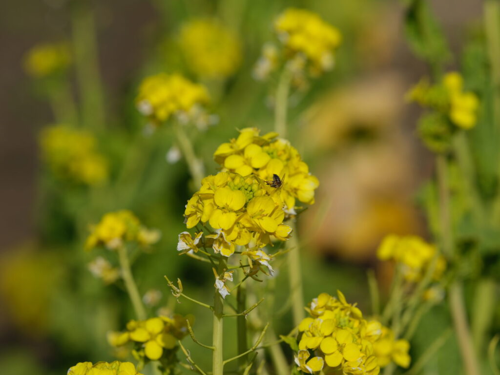 F16で撮影した菜の花(GF500mm)