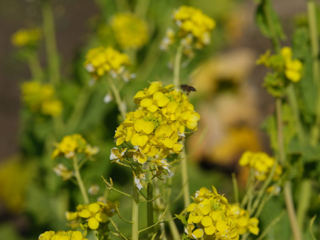 F22で撮影した菜の花(GF500mm)