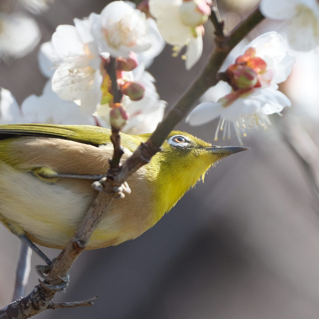 直接日光が当たる梅とメジロ