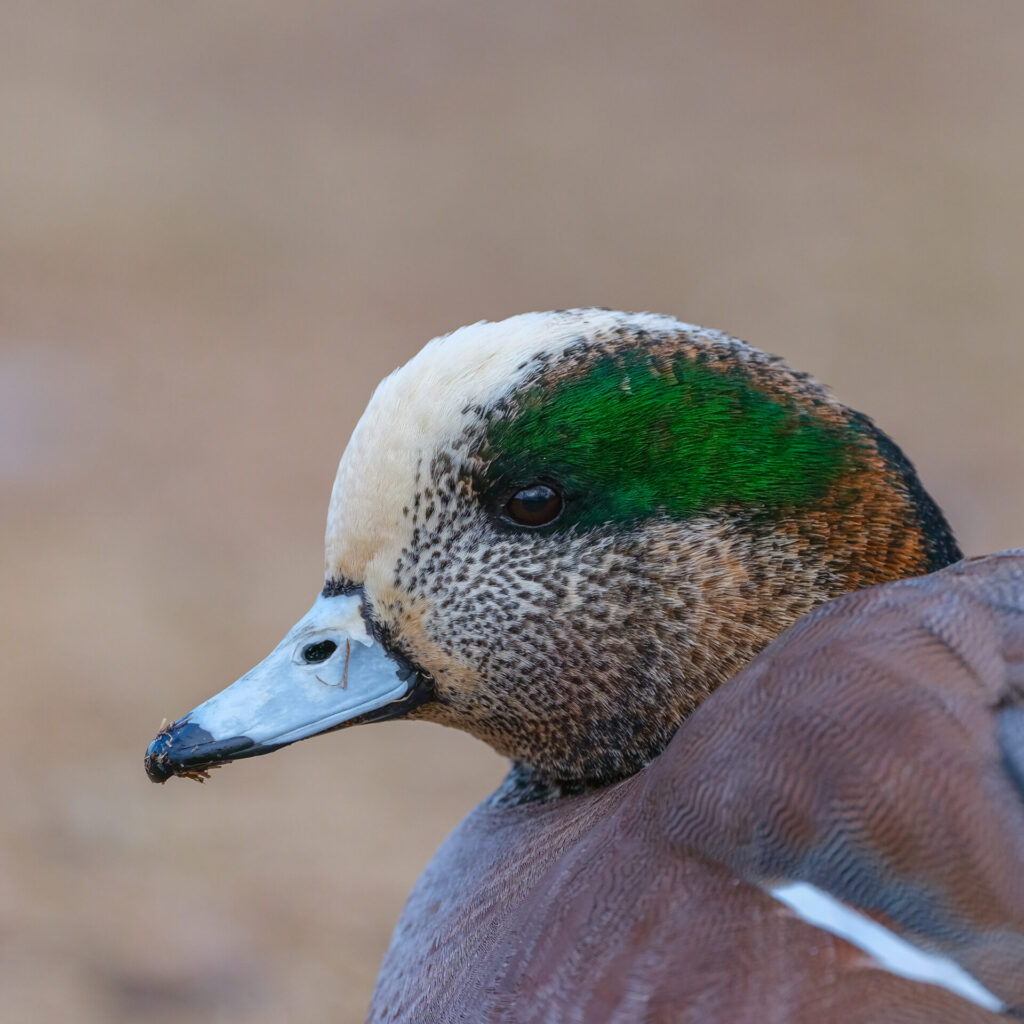 撮影したアメリカヒドリ