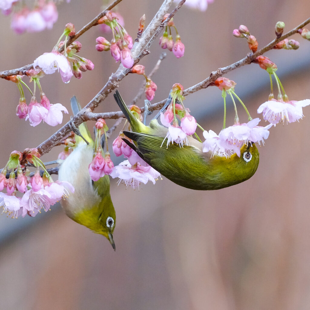 桜とメジロ