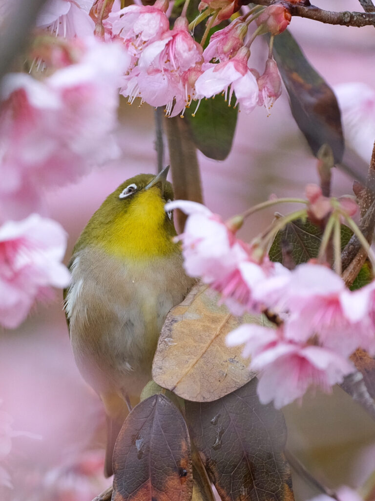 桜とメジロ