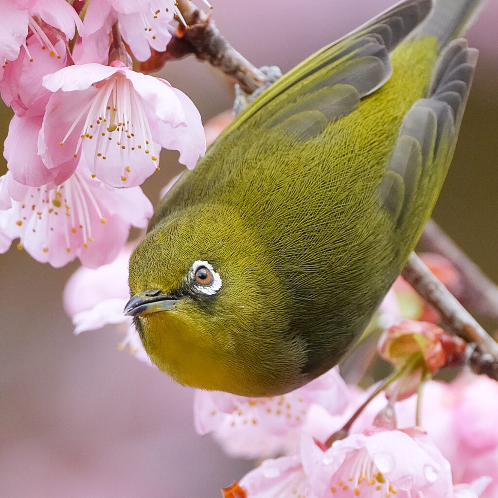 桜とメジロ