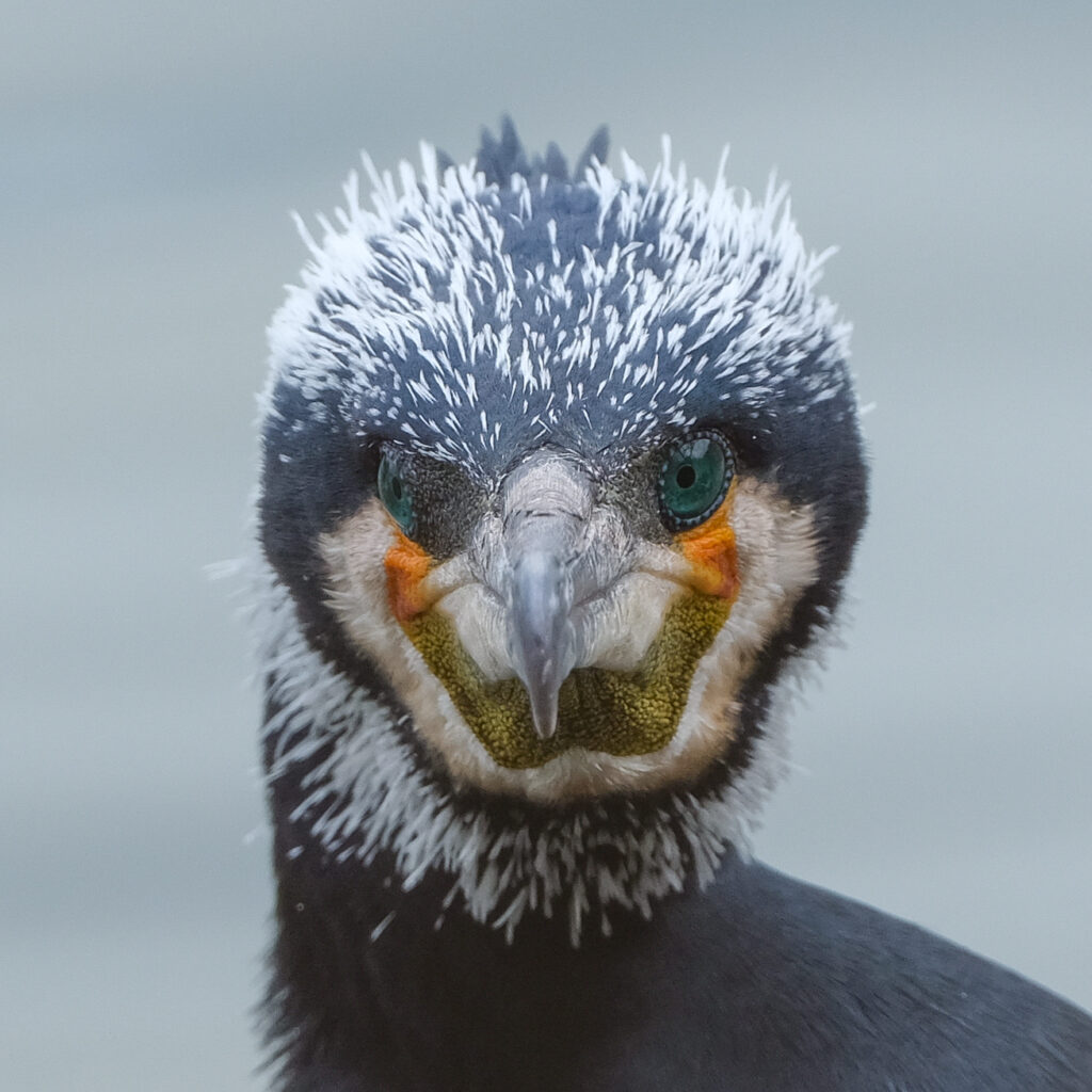婚姻色のでているカワウの写真