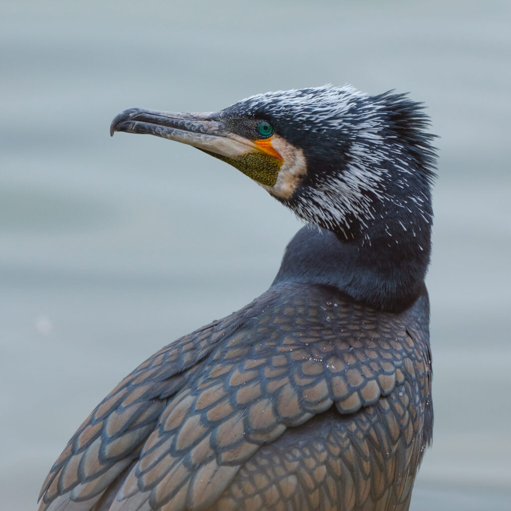 婚姻色のでているカワウの写真