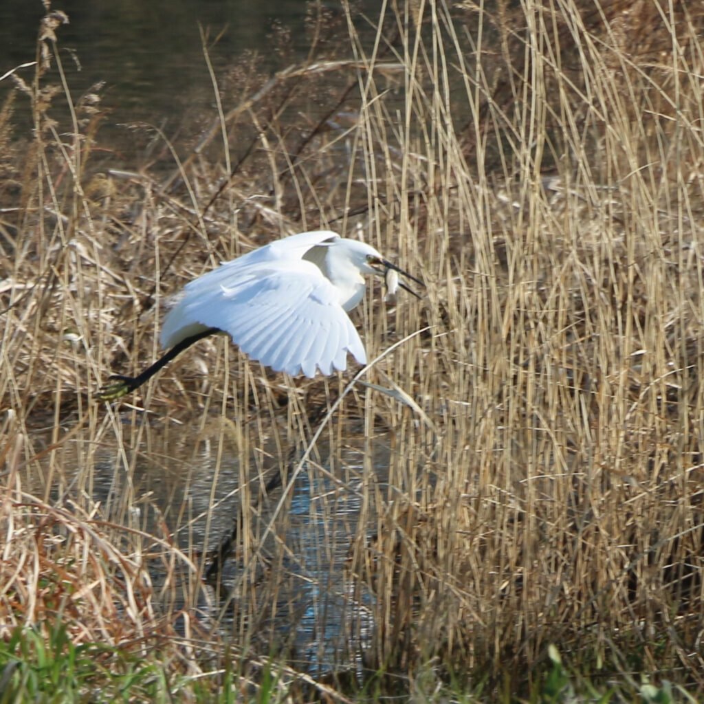 EOS70Dで撮影した魚を獲ってきたコサギ