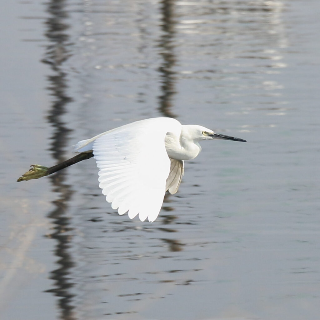 EOS70Dで撮影したコサギ