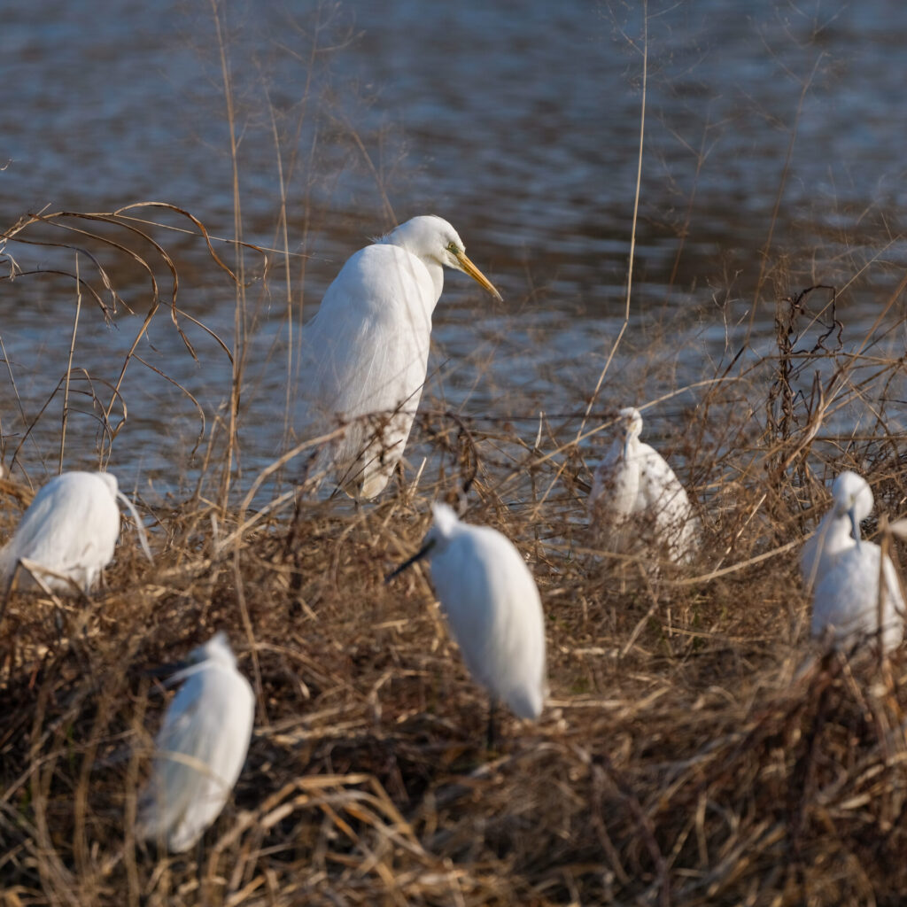 集団で生活するダイサギ