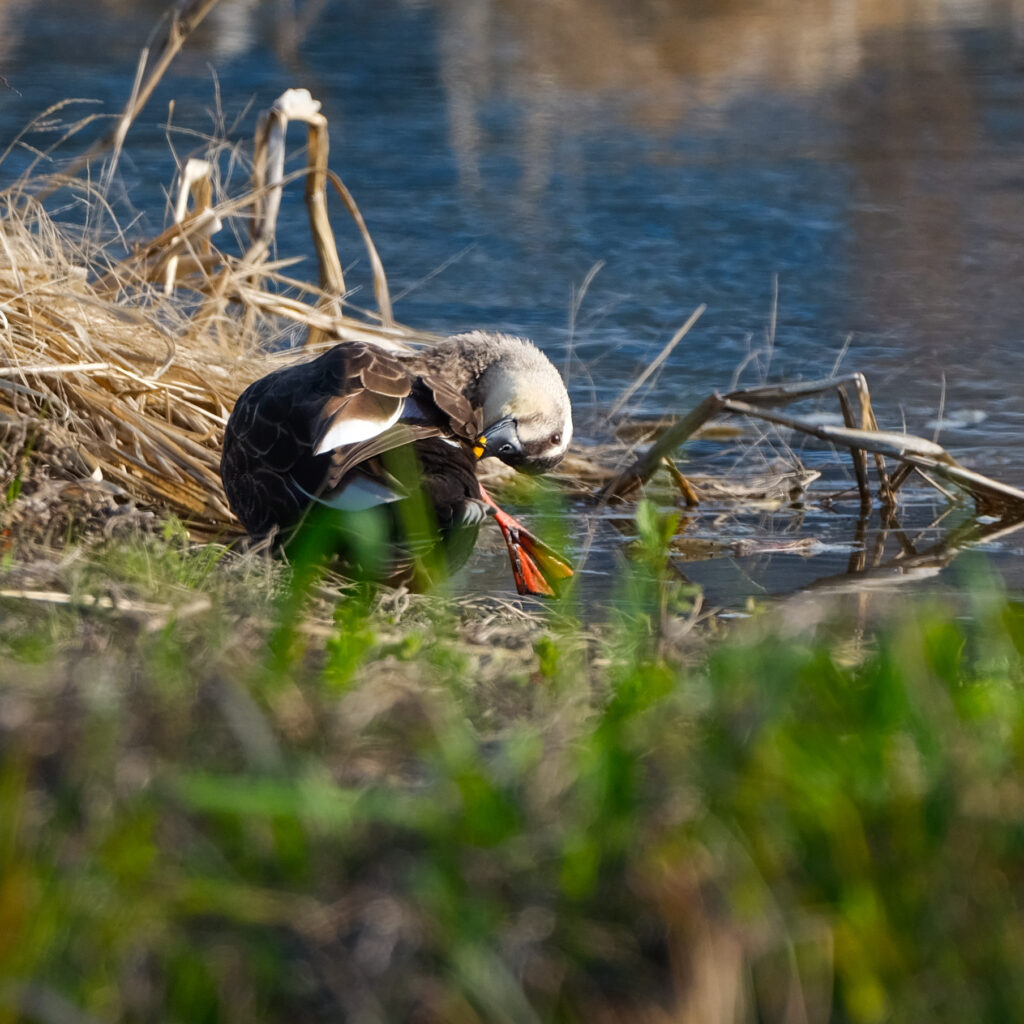 毛繕いするカルガモ