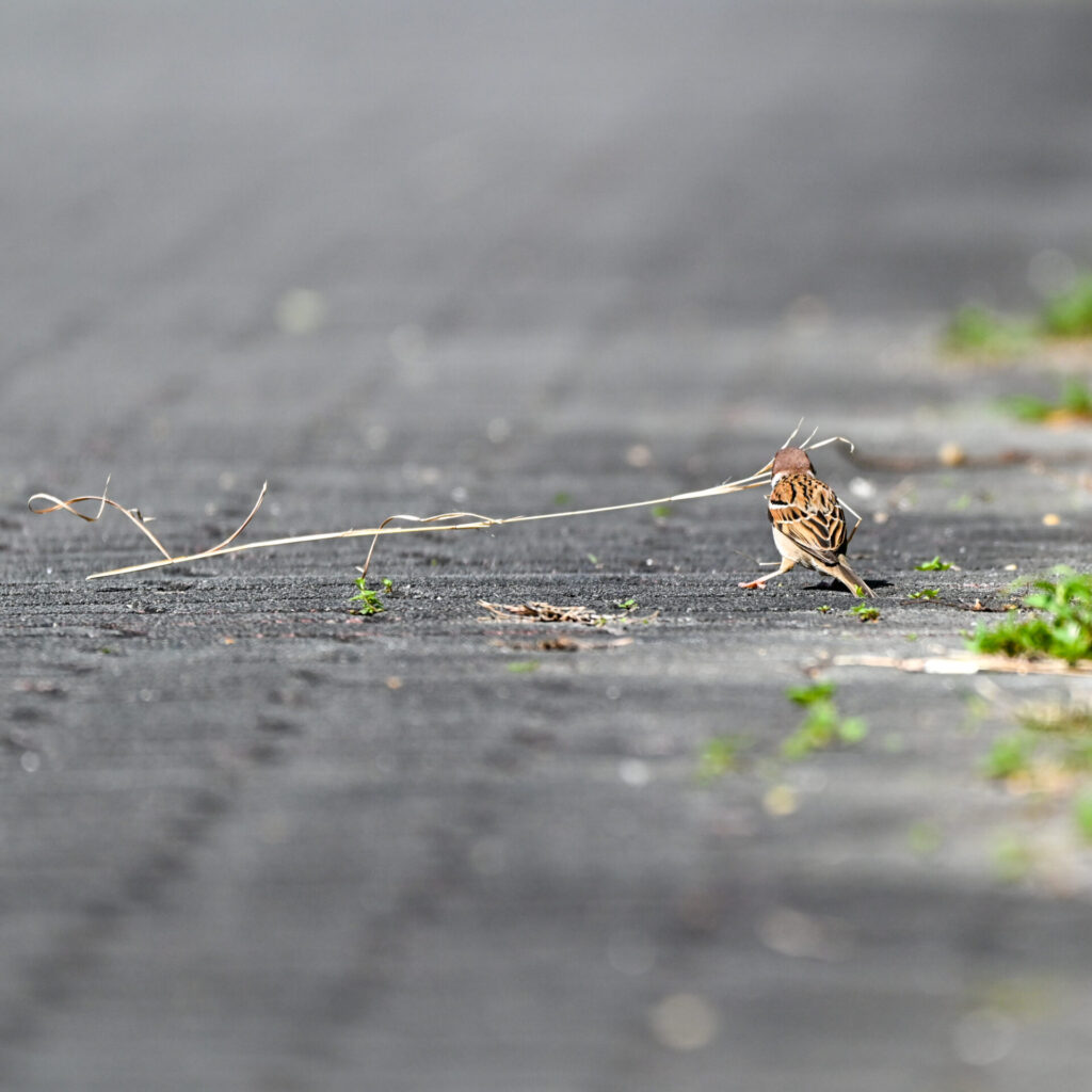 Zf + 180-600mm で撮影