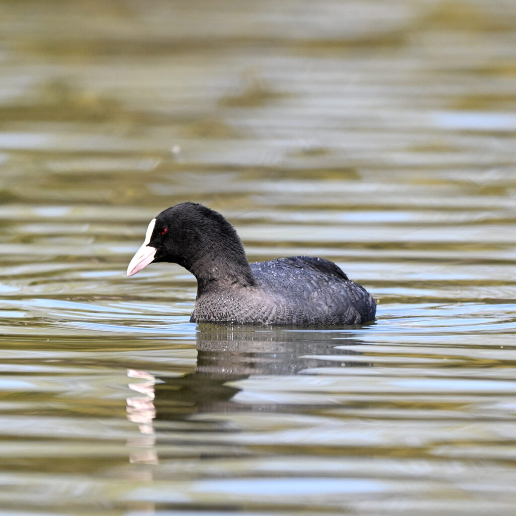 Zf + 180-600mm で撮影