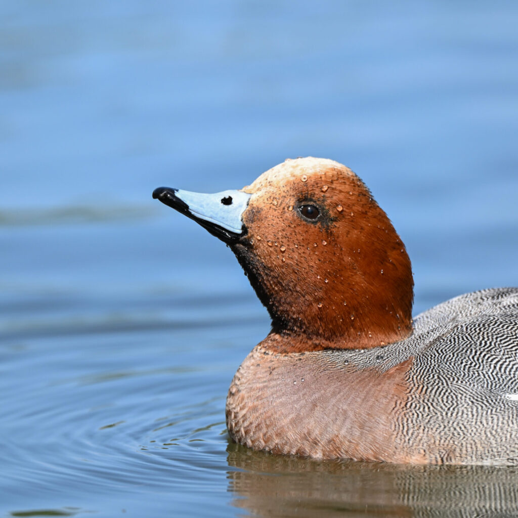 Zf + 180-600mm で撮影