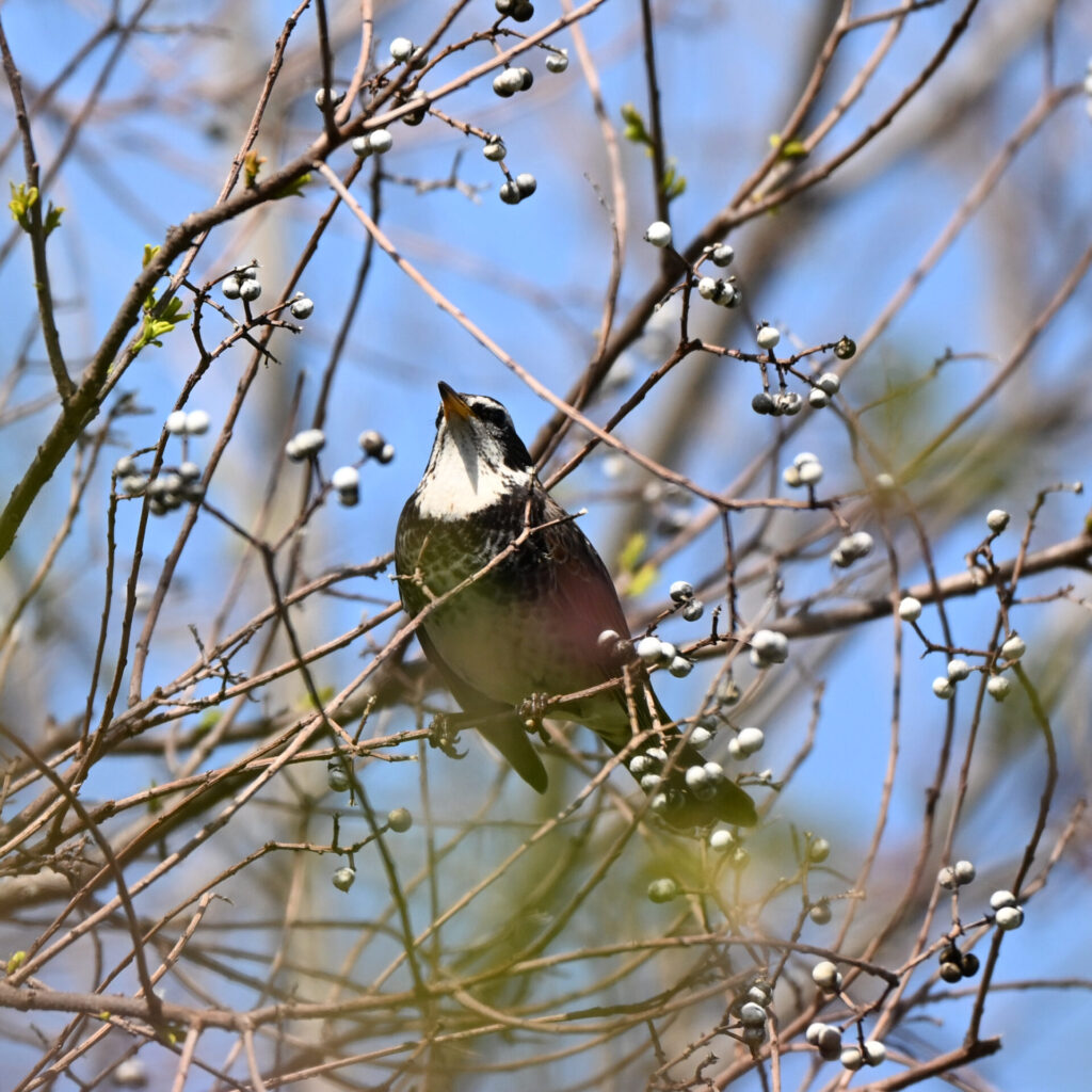 Zf + 180-600mm で撮影